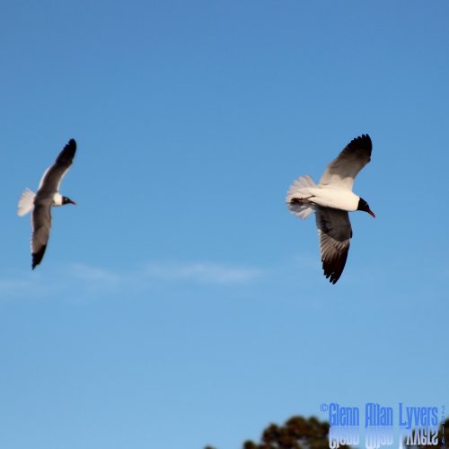 Two laughing gulls flying against a clear blue sky