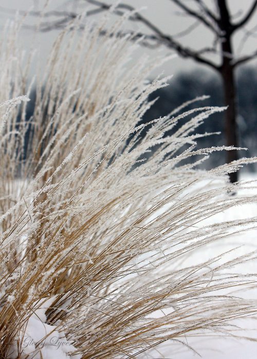 Frost-covered ornamental grass in a snowy winter scene
