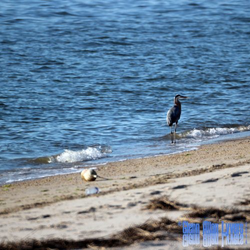 Great blue heron standing at the water's edge on a sandy beach