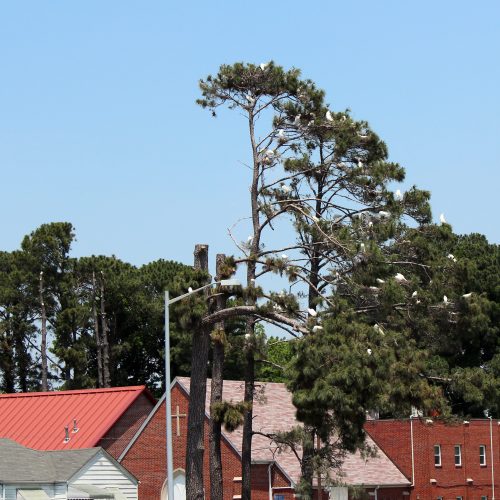 Egrets nesting in a tall pine tree above a red-roofed church