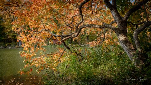 Sunlit orange autumn leaves overhanging a calm green lake
