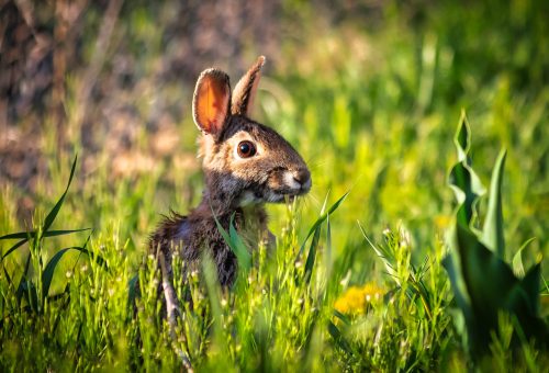 Wild rabbit sitting alert in tall green grass