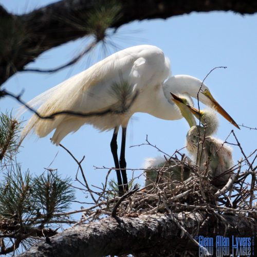 Adult egret feeding two fluffy chicks in a nest