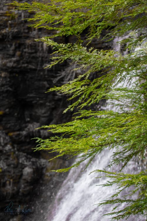 Hemlock branches over a waterfall cascading down dark rock