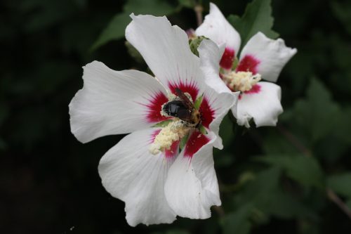 Bumblebee gathering pollen inside a white rose of Sharon flower