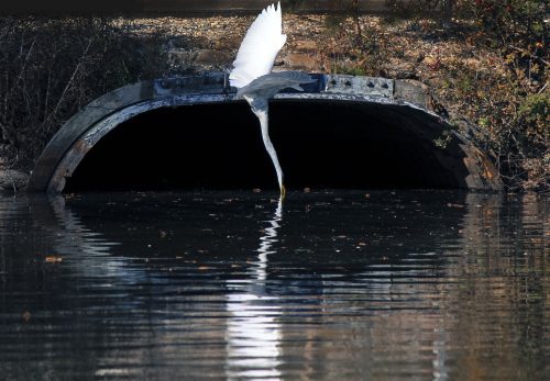 Great egret gliding low over dark water near a culvert