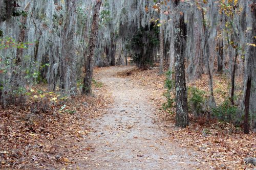 Sandy trail through a forest draped in Spanish moss