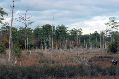 Marsh grasses and dead trees along a wooded wetland edge