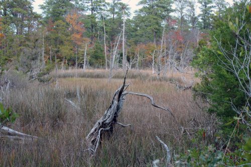 Weathered dead tree branches rising from marsh grass