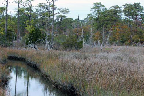 Winding tidal creek through golden marsh grass