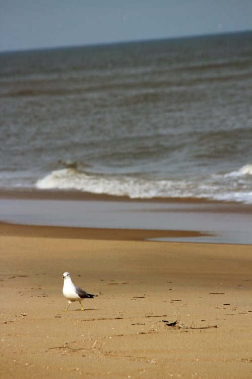 Ring-billed gull walking along a wide sandy beach