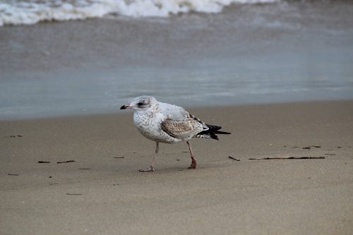 Ring-billed gull standing on wet sand near the surf