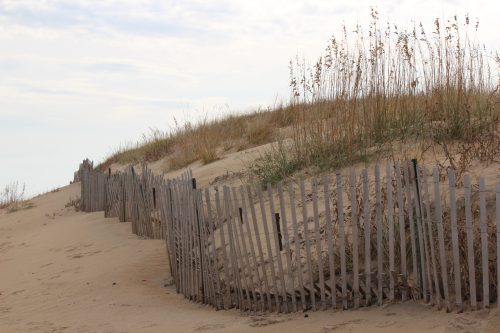 Wooden dune fence among sea oats on a sandy dune