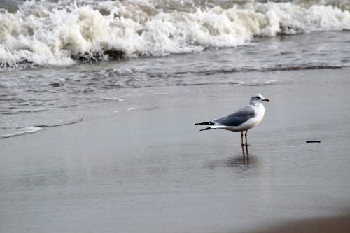 Ring-billed gull standing on the beach beside crashing surf