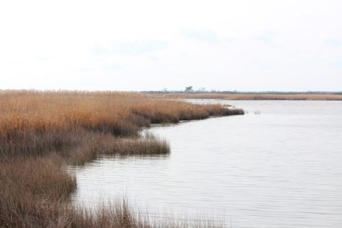 Marsh grass shoreline along a calm bay