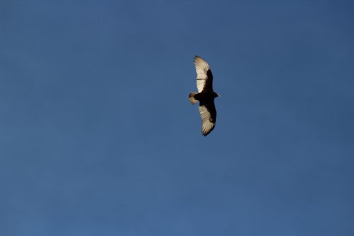Turkey vulture soaring against a clear blue sky