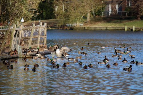 Mallard ducks gathered near a wooden dock on a pond