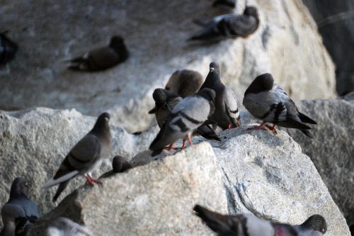 Pigeons perched together on a large sunlit boulder