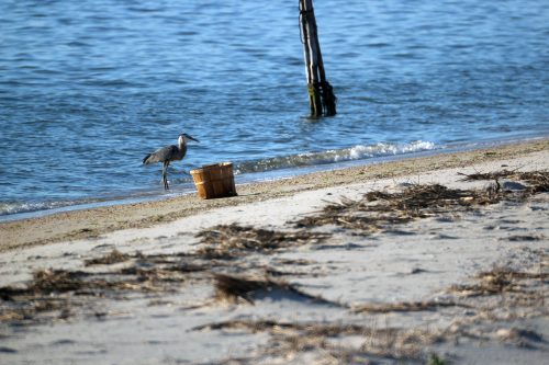 Great blue heron standing beside a bushel basket on the shore