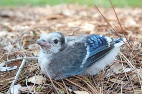 Fledgling blue jay resting on the ground amid pine needles