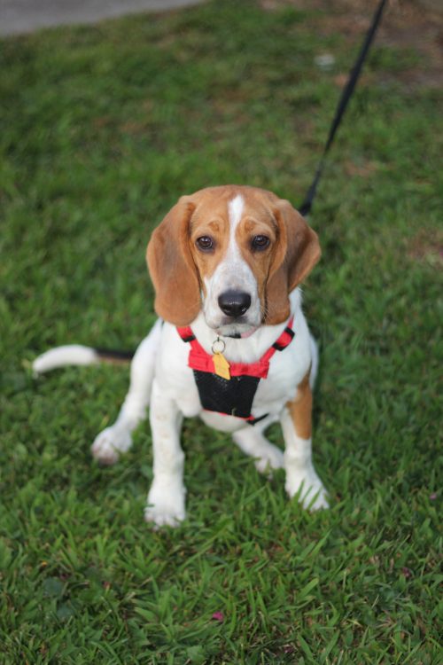Beagle puppy in a red harness sitting in the grass