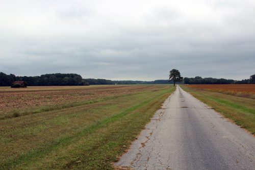 Lone pine tree beside a rural road through farm fields
