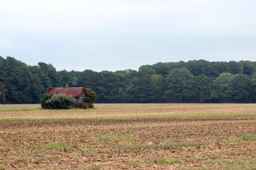 Abandoned tin-roofed cabin overgrown at the edge of a farm field