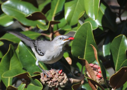 Northern mockingbird holding a red berry among magnolia leaves
