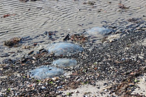 Jellyfish stranded on a shell-covered beach at low tide