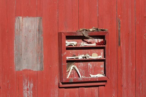 Weathered red barn shelf displaying bones and antlers