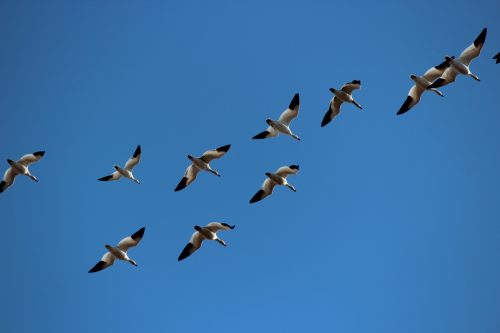 Snow geese flying in diagonal formation against a blue sky