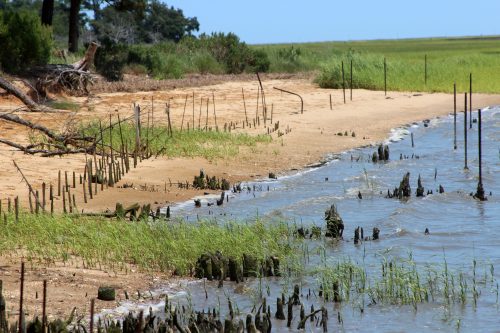 Old wooden pilings lining a sandy shoreline