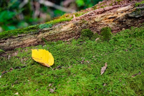 Yellow fallen leaf resting on a moss-covered log