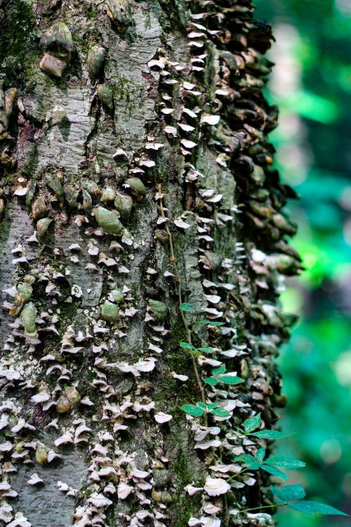 Bracket fungi covering the bark of a tree trunk