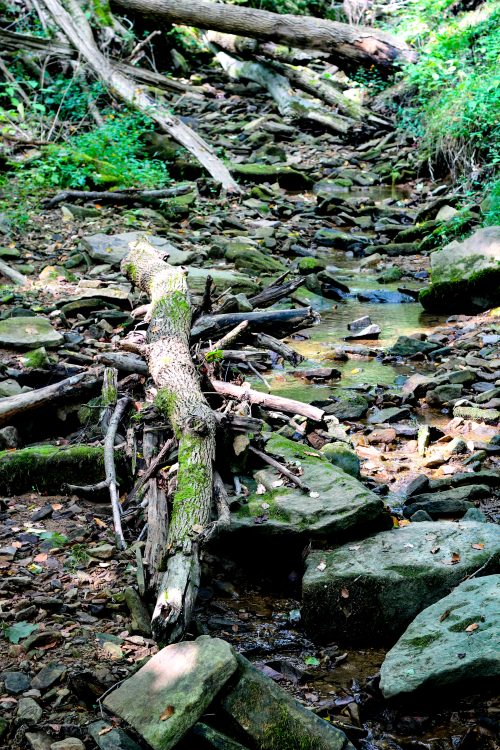 Fallen mossy branches beside a rocky forest stream