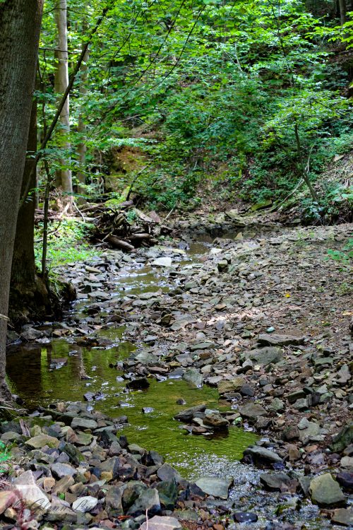 Rocky streambed winding through a green forest