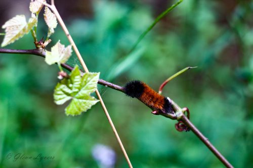Woolly bear caterpillar climbing a wild grape vine