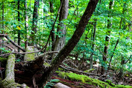 Sunlit forest with mossy fallen logs and a leaning trunk
