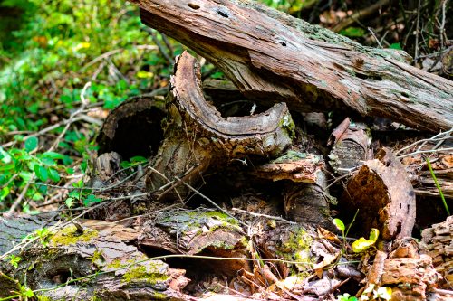 Weathered hollow log sections tangled in forest debris