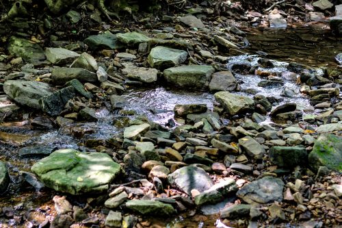 Close-up of mossy rocks along a rippling forest creek