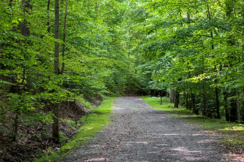 Gravel trail through a lush green forest canopy