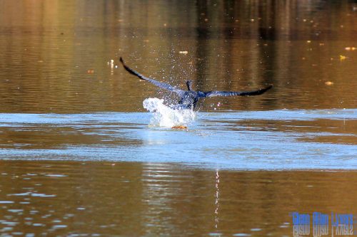Cormorant splashing down onto a golden lake surface