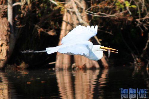Great egret flying with a fish in its beak