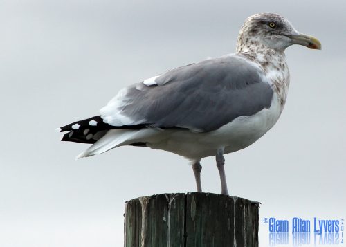 Ring-billed gull standing on a wooden piling