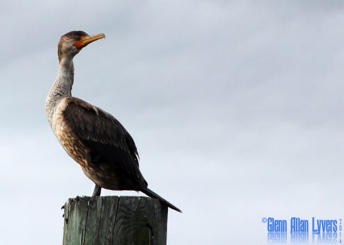 Cormorant perched on a wooden piling against a gray sky