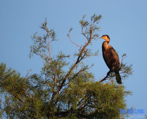 Cormorant perched atop a tree against a blue sky