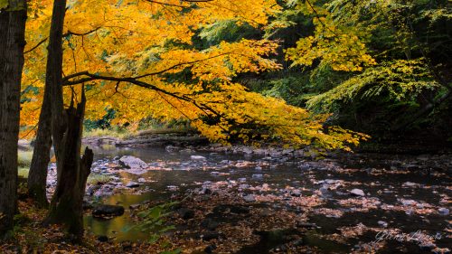 Golden autumn maple branches overhanging a rocky creek